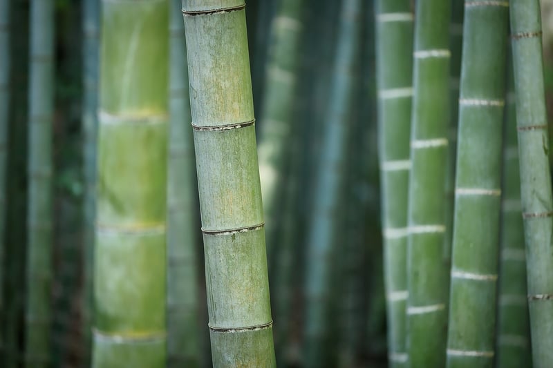 Bamboo Groves