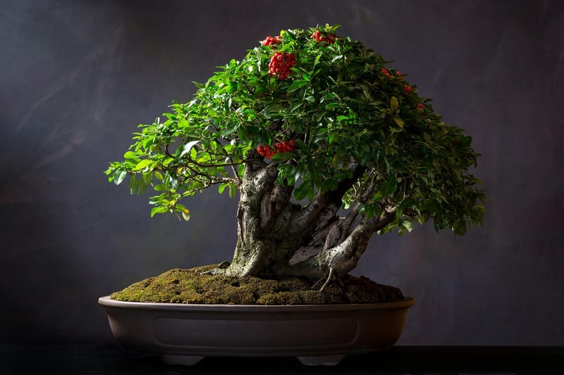Bonsai Tree