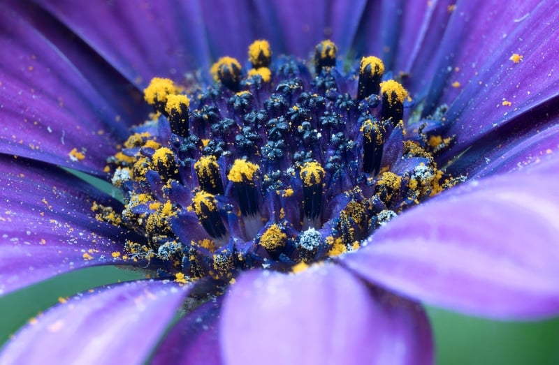 Flowering Plant